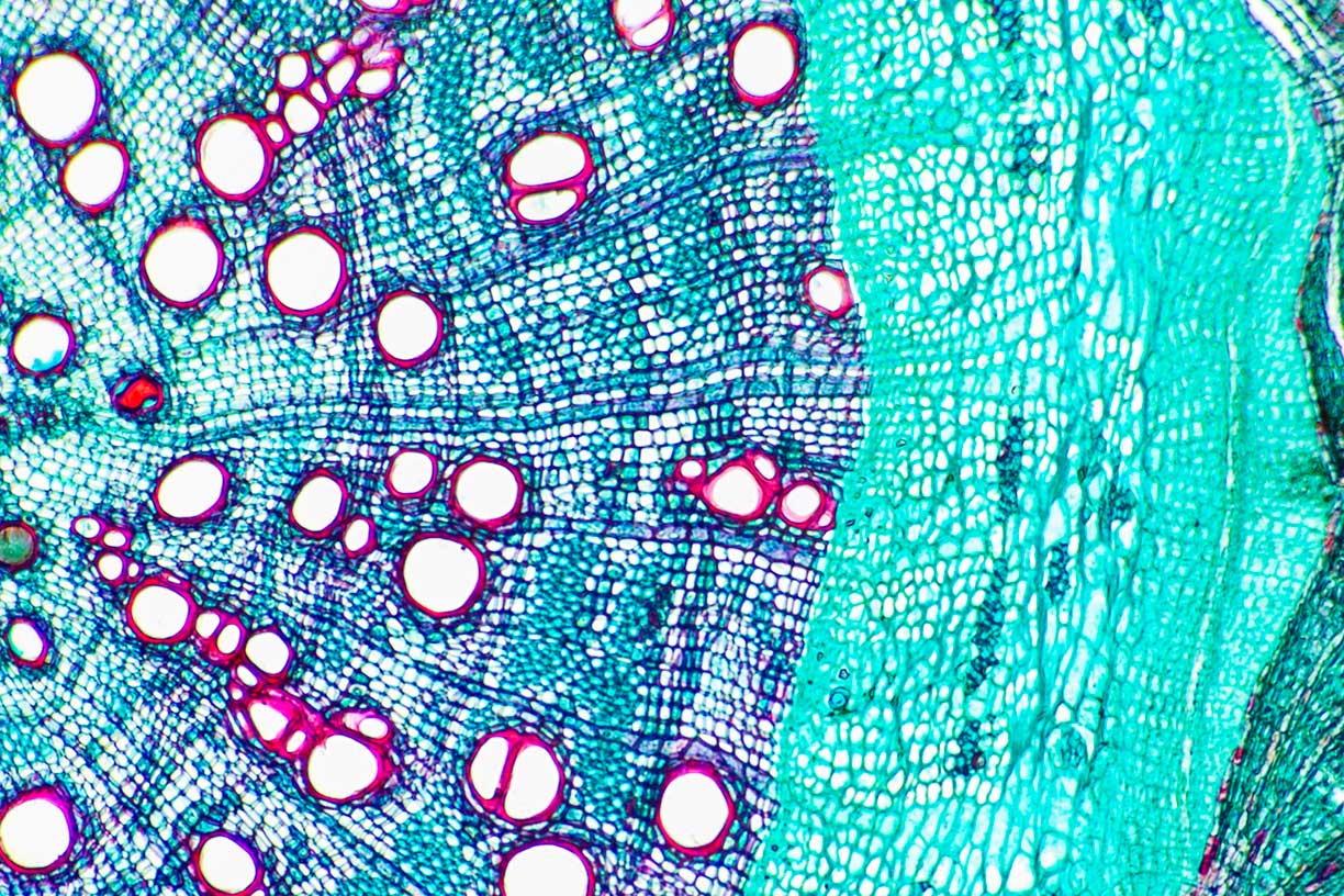 Macro cells